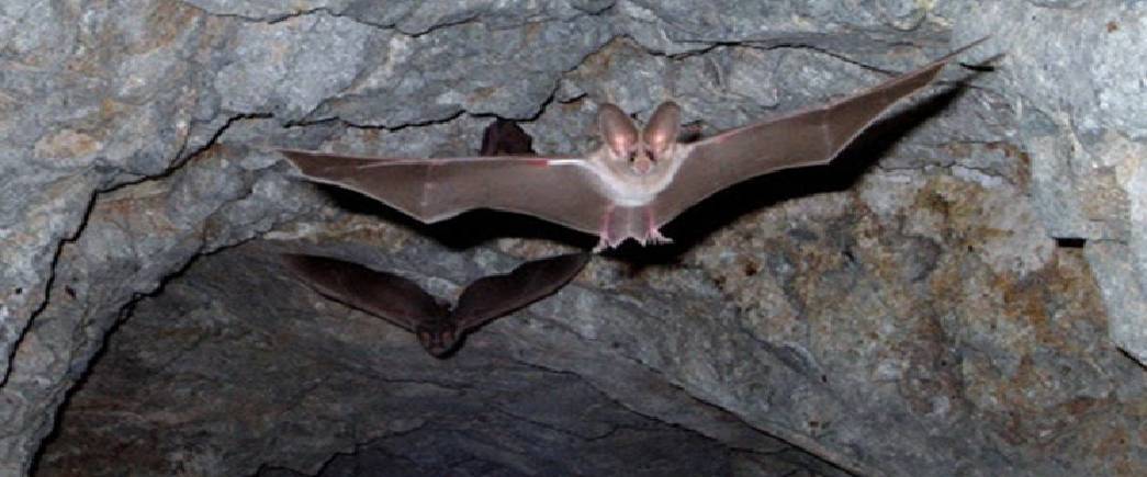 غار خفاش در ایلام1